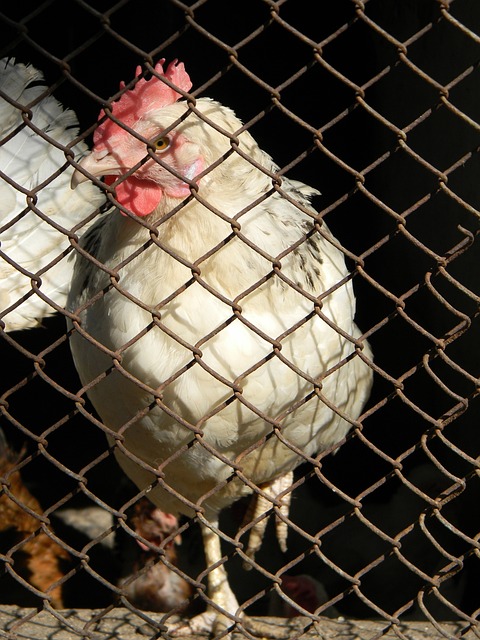 球员的职业 球员的职业